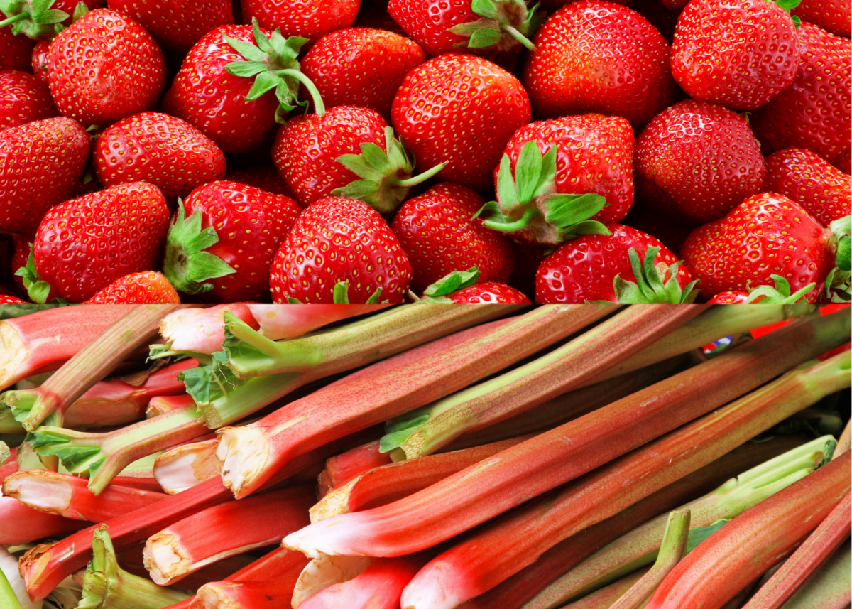 Purée de pommes, fraises et rhubarbes